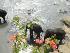 スリランカのネゴンボからキャンディまでタクシーで行きました。
途中で象の孤児院の水浴び場に立ち寄りました。
丁度昼食と象たちの水浴びのタイミングが合いましたので彼らの
楽しそうな水浴び写真が取れました。