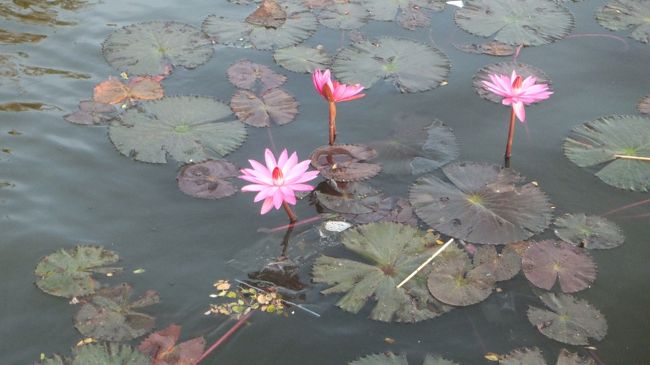 朝はウォーターリリーが綺麗に咲いてます。<br /><br />アンコールワットは陽の加減上午後に観光することが多いので花が咲いてるのを見れるのは貴重かもね。<br /><br />これ蓮子（lotus）じゃないの？って運転手さんに聞いたらwater lilyとのこと。日本でも名前違うんだっけ？