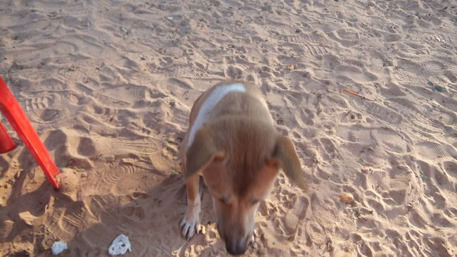 レストランのワンちゃんにおこぼれをあげます。<br /><br />なんとこの犬、私があげるパンには見向きもせず運転手さんがくれる肉やつみれ団子しか食べません。<br /><br />クロワッサンをあげたら一度口に入れて吐き出したぐらい。<br /><br />これまで地べたにダラリと寝そべっているカンボジアの犬たちを空腹で可愛そうだと思っていましたがこれを境に考え方が変わりました。<br /><br />日本の犬はなー、たとえ家の中で飼われててもどんなおこぼれも喜んで食べるんだよ‼︎