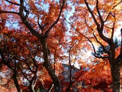 強羅公園に行くには、「公園上」で降りるといいと聞いた。この紅葉は、なかなか見ごたえがある。