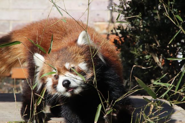 新春18年の動物園初詣は東武動物公園とイルミネーション 1 動物園 前編 レッサーパンダの風太くんの初内孫の源太くん 年上のココロちゃんにアタック中 ヒグマの森のアヤメちゃんにエサやりできた 蓮田 白岡 埼玉県 の旅行記 ブログ By まみさん フォー