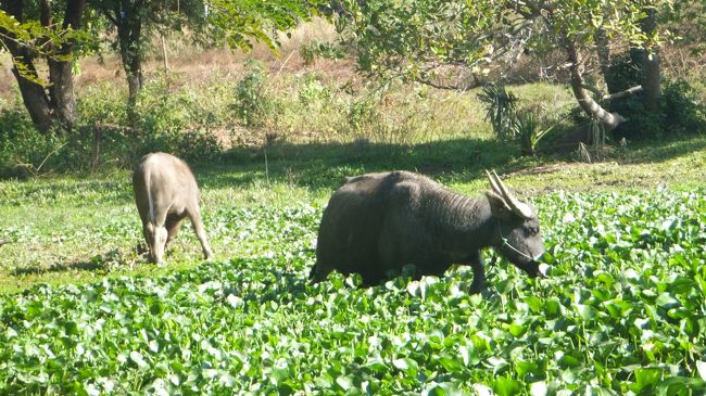 水牛親子。<br /><br />左側にいるのはただの牛に見えますが一応水牛の赤ちゃんです。<br />最初手前にいたのに私が近づくとお母さんのほうに逃げていきました。図体デカくてもまだまだ子供だなあ。