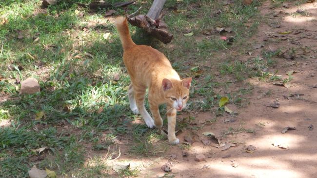 ここの唯一の思い出はこのニャンコ。<br /><br />とっても人なつこくてニャーって言って寄って来て、抱き上げて抱っこするとゴロゴロ言って甘えてきて可愛かったです。