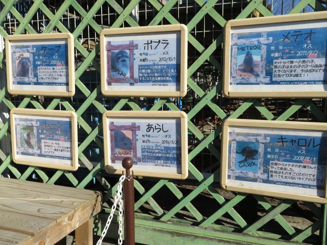 新春18年の動物園初詣は東武動物公園とイルミネーション 2 動物園 後編 オットセイのメテオくんの公開練習やカピバラの背中に乗るリスザル 動物たちの食事タイムイベントめぐり 夜のハッピーzoo Year パレード 蓮田 白岡 埼玉県 の旅行記 ブログ By まみさん
