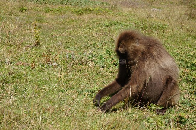 エチオピア ゴンダール シミエン国立公園 セミエン山国立公園周辺 エチオピア の旅行記 ブログ By Snufkinさん フォートラベル