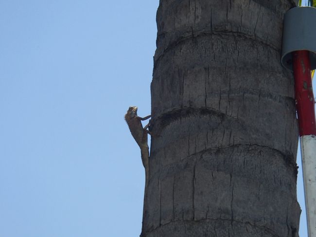 朝食後プールへ<br />なんか変なのがいた！