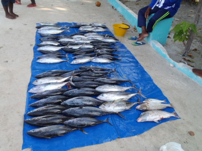 新鮮な揚がったばかりのカツオが並べて販売されていて、１本だったり、<br />２～３本だったりと、買ったカツオを住民の人達が手にぶら下げて、<br />持ち帰って行きます。