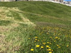 車窓から街道沿いの
南チロルの村をみながらポルドイ峠へ。

絶景のセッラ山群とお花畑です。