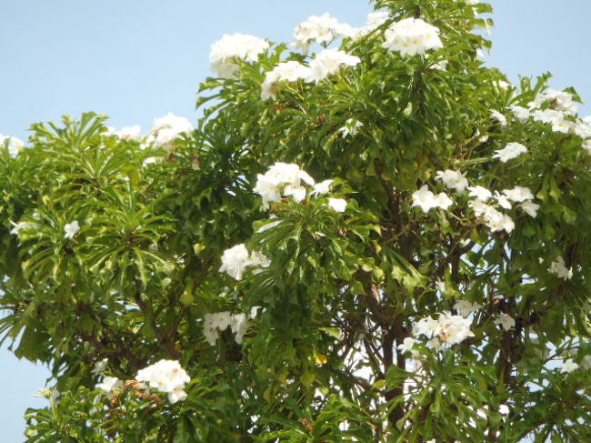 そして、真っ白な花の庭木？