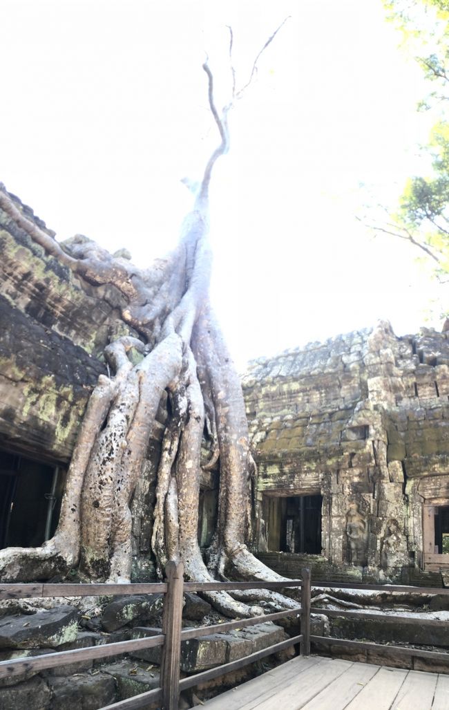 ホテルに帰って朝食を済ませた後に、もう一度アンコールワットに行く予定が凄く混んでいたので、タプロームを先に回ってくれました。<br />空いててゆっくり見えました。
