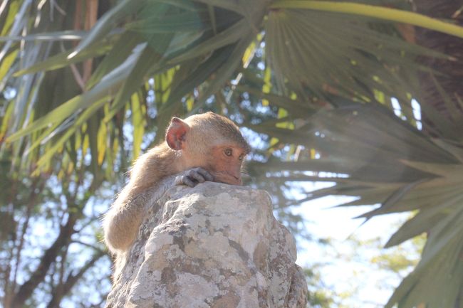 アンコールワットの猿(笑)