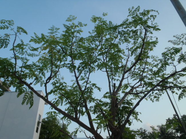 それほど多くの枝葉を付けている大木でもないのだが・・・