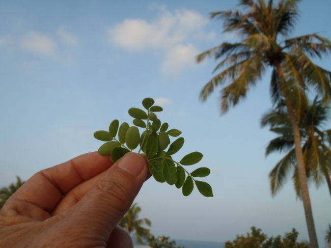 試しに少し貰って食べてみたら特別に味がある訳でもなかった。<br />料理したら味が微妙に変わるのかも知れないな～<br />