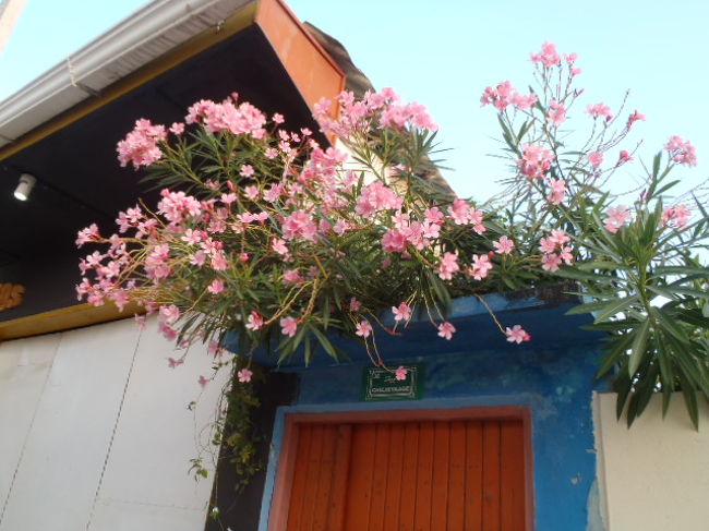 民家の出入り口の上に、朝日にピンクの色が映えていたきれいな花。