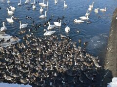 送迎の運転手さんが、まだ時間があると徳良湖に寄ってくださいました。
ここは灌漑事業用につくられた人造湖で、ちょうと野生の白鳥とマガモが飛来していました。
カモの密集度にびっくり。