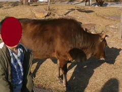 　商店街を通り抜けて宝蓮禅寺へ向かいます

　途中に放し飼いの牛がたくさんいました。けっこう大きな牛でゴルピン３６０のチケットにも写真が載っているので有名なのかな

　奈良の鹿的なポジションかな・・・エサをねだっている牛もいました