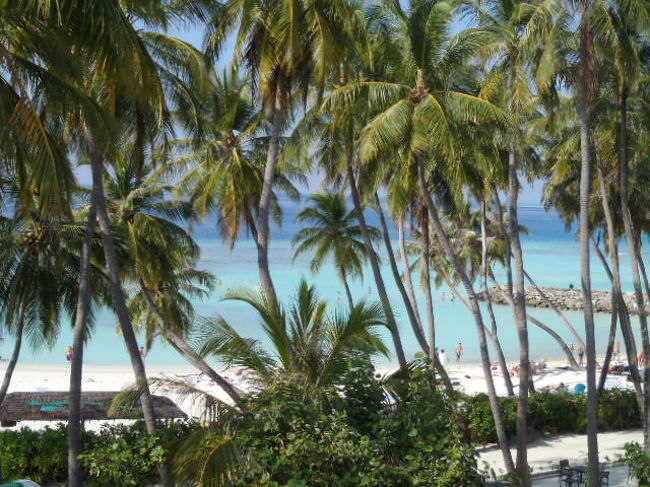 椰子林の間から見える真っ青なモルディブの海！