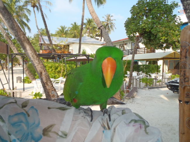 店に客寄せパンダ代わりのオームでお客を、<br />呼び込んでいました。