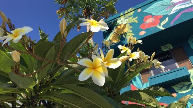 絵と同じ綺麗なプルメリアが咲いてます。