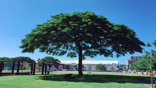 大きな木のある広い公園に