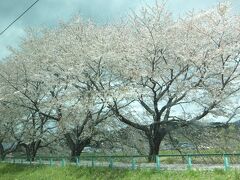 　ホントに見事な桜並木でした。
この大河原駅で降りてお散歩してもいいくらいの立派な長い桜並木です。
