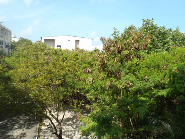 ４階の部屋の窓からの眺めです。<br />火炎樹が多くありましたので花が咲く時期になったら、<br />真っ赤な花が咲き綺麗だろうな～と思いながら眺めて・・・