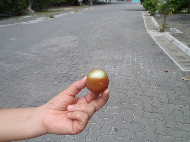 少しアップルの味がした水っぽい果肉のフルーツで、<br />ま～ま～の味でした。