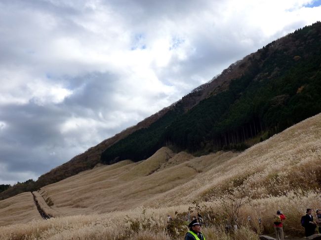 仙石原のススキ草原