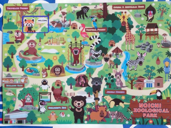 新春レッサーパンダ遠征はバスでめぐる四国3県3園再訪と温泉の旅 8 高知編 のいち動物公園 前編 レッサーパンダ特集 好奇心一杯でやんちゃでけなげ 子パンダの魅力を全て披露してくれたレッサーパンダの赤ちゃんのマロンちゃん目当てで再訪 南国 土佐 新春レッサーパンダ遠征はバスでめぐる四国3県3園再訪と温泉の旅 8 高知編 のいち動物公園 前編 レッサーパンダ特集 好奇心一杯でやんちゃでけなげ 子パンダの魅力を全て披露してくれたレッサーパンダの赤ちゃんのマロンちゃん目当てで再訪 南国 土佐
