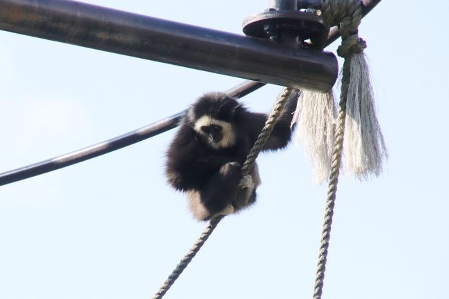 新春レッサーパンダ遠征はバスでめぐる四国３県３園再訪と温泉の旅 ９ 高知編 のいち動物公園 後編 フォトジェニックなコツメカワウソや見事な道具使いを見せてくれたチンパンジーからぎりぎり間に合ったアフリカ オーストラリアゾーンとジャングル