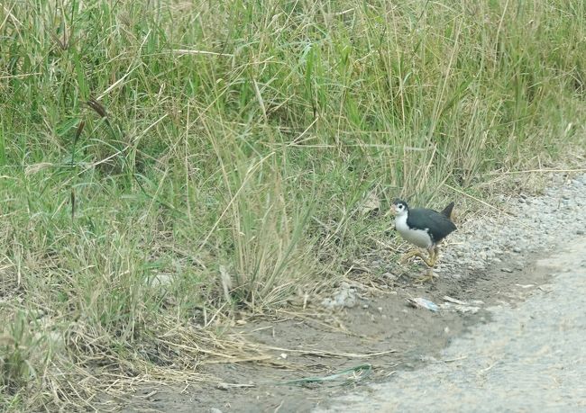 ホテルを出て直ぐの道端でこんな可愛い鳥を見かけました。<br />はい！車、ストップして・・・<br /><br />シロハラクイナだそうです。<br /><br />首都圏の市街地とは大違いですなあ！！！<br />しかも、逃げない！！！
