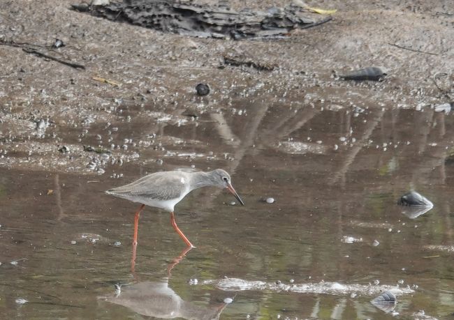 ちょっとした橋を渡る際にも、橋のたもとに車を止めて川を覗いてみると・・・<br />セイタカシギです。