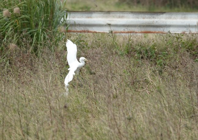 これは飛翔の瞬間ですね。