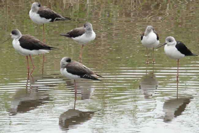 　橋の上から、パチリ。<br /><br />　今回は特に野鳥撮影に特化したカメラ持参なので・・・近接も望遠もレンズ交換なしで、瞬撮します。<br />　そんなに近づかなくても、望遠でも割と綺麗に撮れましたね。