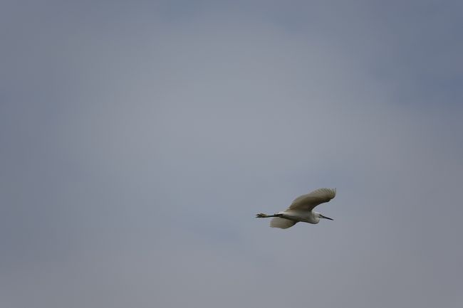 　コサギがこんな風に頭上を飛んでくれます。青空ならもっと綺麗なのに・・・