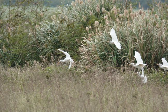 コサギも群で沢山います。<br />　田畑を耕しているトラクターの周りに集まって、エサをつついていました。