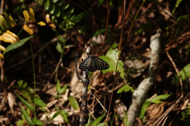 　冬なのにここには蝶も飛び回っています。<br /><br />　表紙の写真のように花の蜜を吸っていたり、このように枯れ木で羽を休めていたり・・・<br /><br />　あっ、この蝶・・・宮古島でも見かけましたね・・・