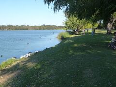 パース中心部から車で10分程の距離にあるモンガー湖です。西オーストラリア州の州鳥であるブラックスワン（黒鳥）がいることで知られています。湖に沿って公園があり、市民の憩いの場になっています。沢山の水鳥がいました。