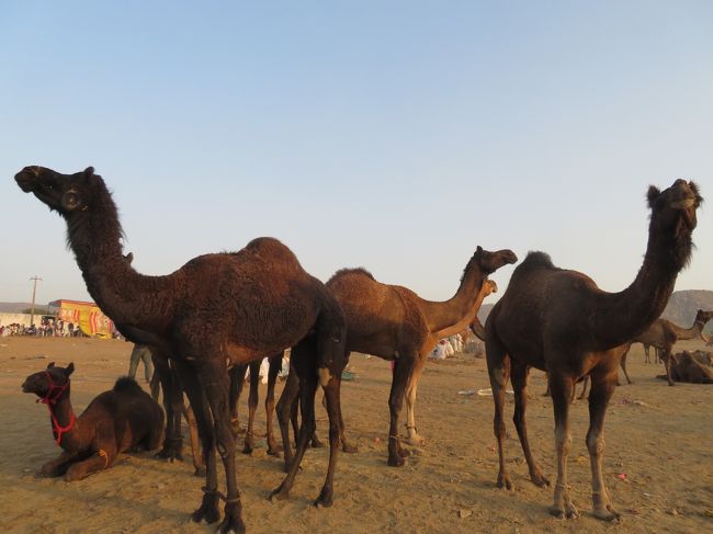 初インドを一ヶ月縦断一人旅してみた 5日目 ラクダだらけのプシュカルフェア プシュカル インド の旅行記 ブログ By Poposese 01さん フォートラベル