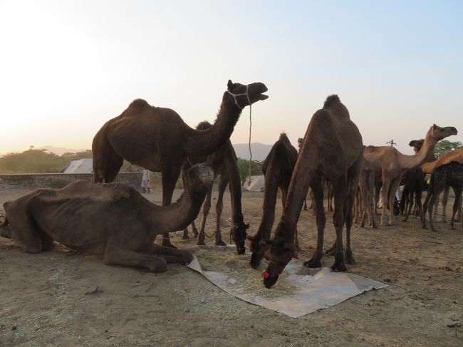 初インドを一ヶ月縦断一人旅してみた 5日目 ラクダだらけのプシュカルフェア プシュカル インド の旅行記 ブログ By Poposese 01さん フォートラベル