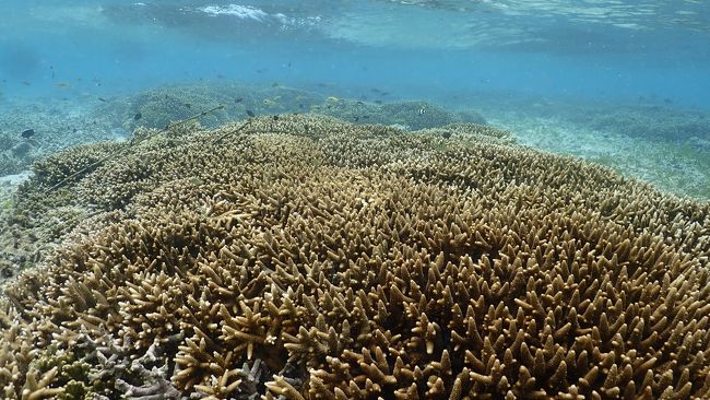 少し歩いて、少し泳いだ、リーフ内の膝位の深さでもサンゴが見れます。