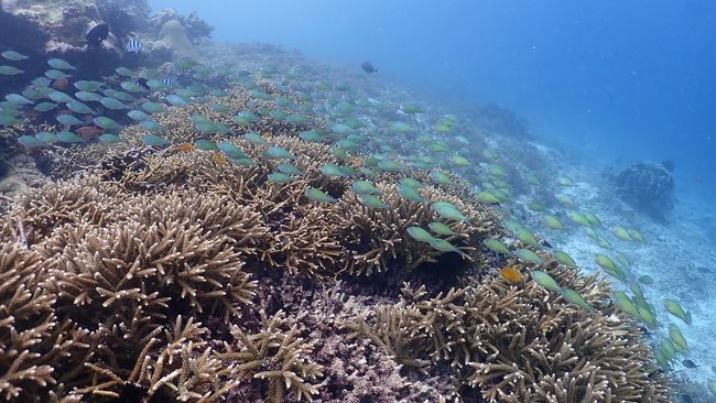 リーフの外に出ると、ダイビングやスノーケリングのボートがたくさん来ている、サンゴの綺麗なスポットになります。