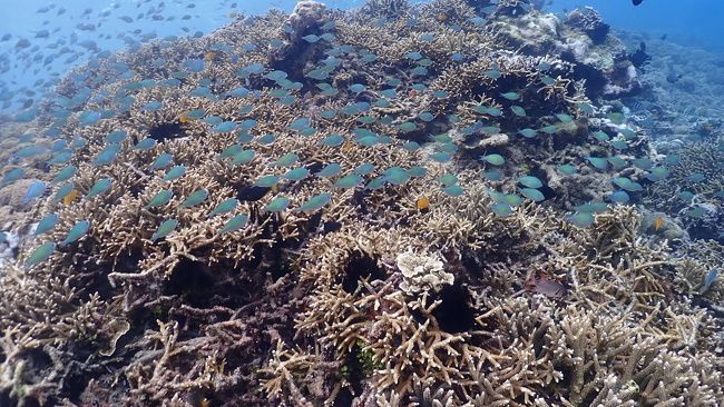 綺麗な熱帯魚もたくさん居ます。