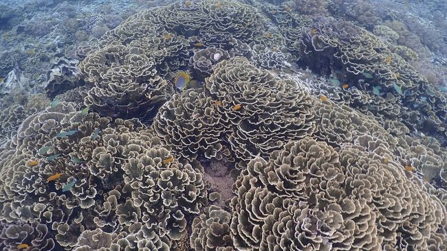 島の西側に泊まれば、簡単にスノーケリングポイントまで泳いで行けます。