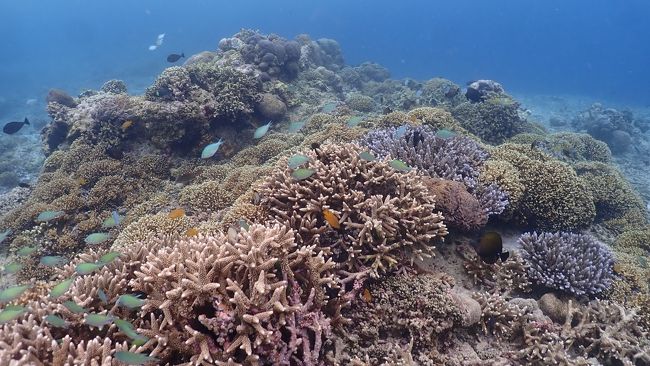 日焼けや、たまに流れてくるクラゲに刺されないよう、ラッシュガードなどを上下で着ておくと安心です。