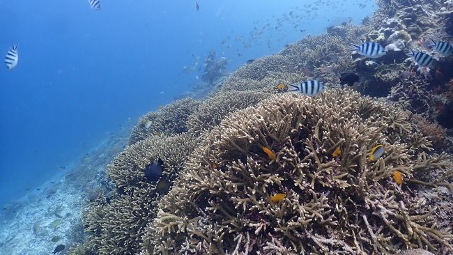 リーフ内は浅く、裸足で歩くとケガをするので、マリンシューズが必要です。