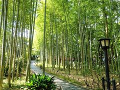 竹林といえば京都の嵐山がとても有名ですが、ここは嵐山と違って混んでいないし、ゆっくりと自分のペースで散策を楽しめます。

修善寺の温泉街は観光名所や商店街がコンパクトにまとまっているので、短時間でも充実した散策が可能です。マリオットでは手に入らなかったお土産も無事GET！