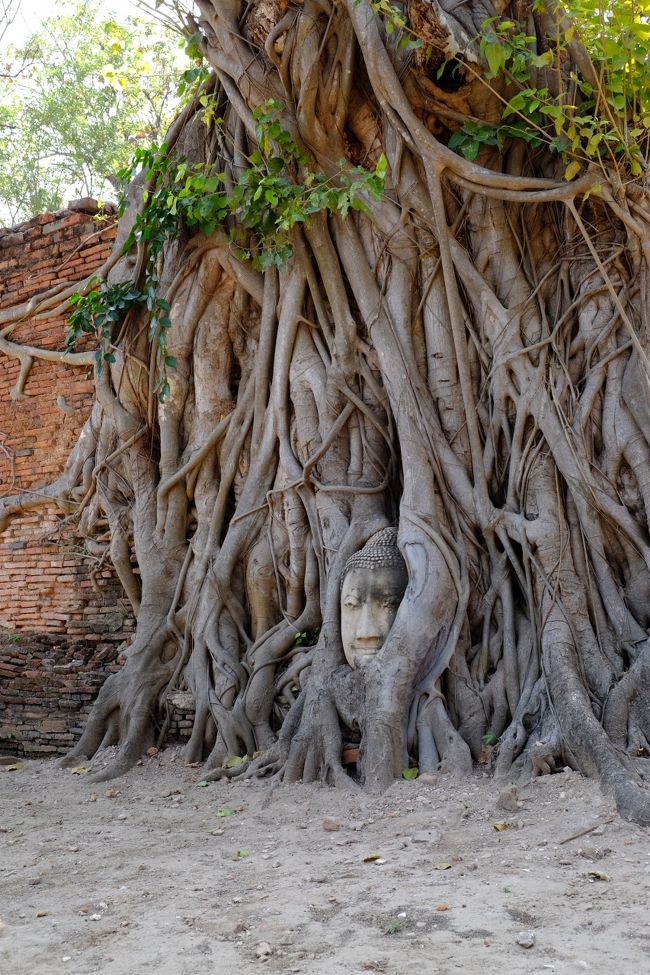 ワット・マハタート<br />1369年～70年の2代ラーメスアン王が建てたという説と、1370～88年の3代ボロムラーチャー1世が建てたという説がある13世紀の重要な寺院の一つです。かつては塔の頂上が黄金に輝いていたこの寺院もビルマ軍の侵略により廃墟と化し、今は木の根の間に埋め込まれた仏像の頭や、頭部がない仏像、崩れ落ちたレンガの壁や礼拝堂の土台が残るのみとなっています。1956年の修復の際、塔の跡から数々の黄金仏や宝飾品などが発見され、これらは現在チャオ・サン・プラヤー国立博物館に展示されています。