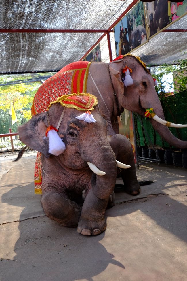 この像は凄く可愛い<br />（直ぐ隣で芸を披露していた）