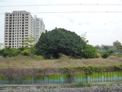 台鉄左営駅

ホームのベンチに座ってい居ると、この木は目立ちます。

屏東で忘年会があるので、台鉄に乗って、潮州駅まで行きました。駅には、文さん夫婦が待っていてくれて、 高屏舊鐵橋を案内してくれました。